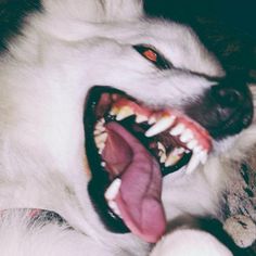 a large white dog laying on top of a bed with its mouth open and tongue out