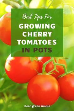 tomatoes growing on the vine with text overlay saying best tips for growing cherry tomatoes in pots