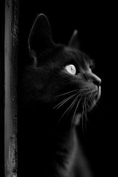 a black cat looking out the window at something in the distance with it's eyes wide open