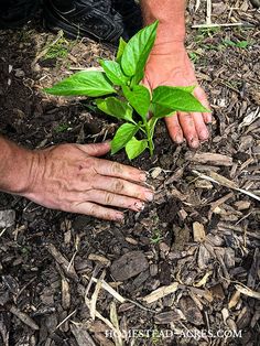 two hands reaching for a plant in the ground