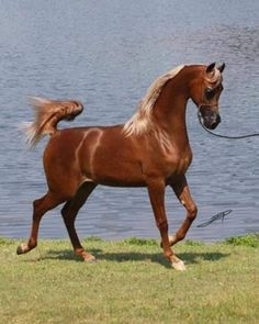 a horse that is standing in the grass next to a body of water with it's tail hanging out