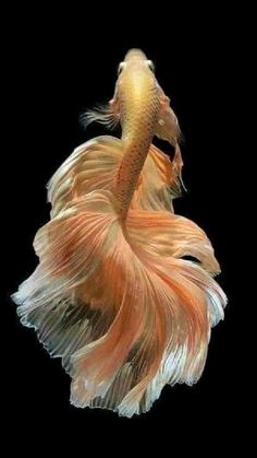 an orange and white siamese fish on a black background with its tail curled back