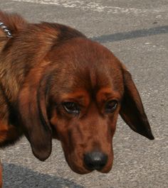 a brown dog standing on top of a sidewalk