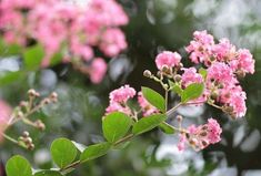 pink flowers with green leaves in the foreground and blurry trees in the background