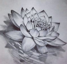 a drawing of a lotus flower in water