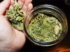 a person holding something in their hand next to a glass jar filled with green stuff