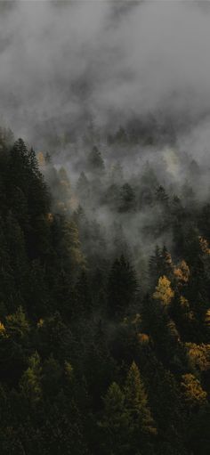 the forest is covered in fog and low lying clouds