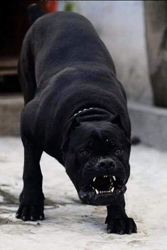 a large black dog walking across a cement floor