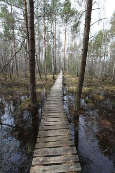 a wooden walkway in the middle of a swamp