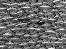 black and white photograph of spikes on a wall