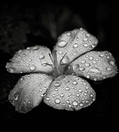 a black and white photo of a flower with water droplets on it's petals