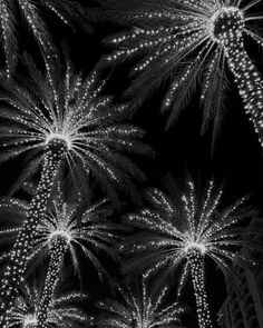 black and white photograph of fireworks in the night sky with palm trees on either side