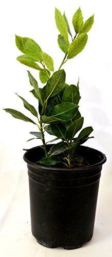 a small potted plant with green leaves on it's top and bottom, in front of a white background