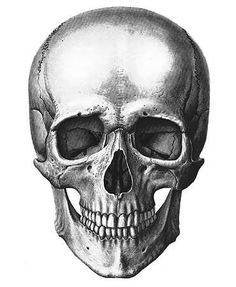 Kinaue Eredia Beato 
Inspiração Caveiras e Cranios decorativos. Human Skull Drawing, Skull Anatomy, Skull Reference, Skull Sketch, Skeleton Drawings, Skulls Drawing, Anatomy Sketches, Skull Artwork, Desenho Tattoo