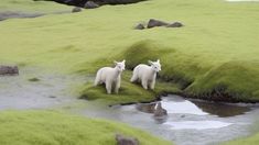 two lambs are standing in the grass near a stream