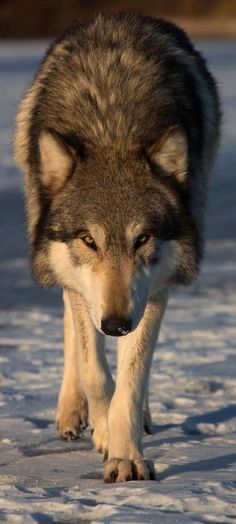 a wolf is walking through the snow