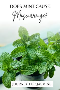 Can Mint Cause Miscarriage? Find out the facts in this blog post. Get a deeper understanding of how mint can affect pregnancy, as well as tips for reducing its potential risks when used during these times. Plus learn why mint is still an herb worth considering for overall wellness! Read on to get the full picture so you feel confident and informed about your health decisions. Full Picture, Pros And Cons, Stay Safe, Feel Confident, Blog Post, Blog Posts, Herbs, How Are You Feeling