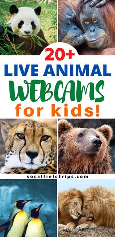 some animals that are in the wild with text overlay reading 20 live animal webcams for kids