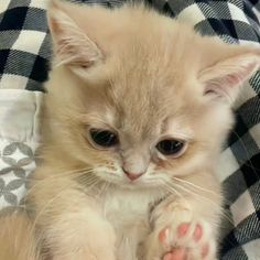 a small kitten sitting on top of a blanket