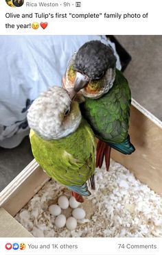 two parrots sitting on top of each other next to white balls in a box