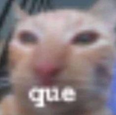 a blurry photo of a cat's face with the word glue on it