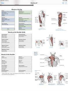 the muscles and their functions are shown in this screenshoter's manual, which shows