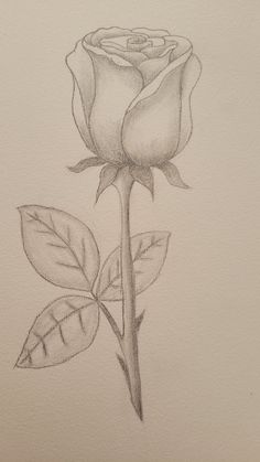 a pencil drawing of a single rose