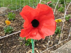 a large red flower sitting in the middle of a garden