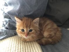 an orange kitten laying on top of a bed next to a pillow and blanket, looking at the camera