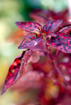 a red and purple plant with lots of leaves