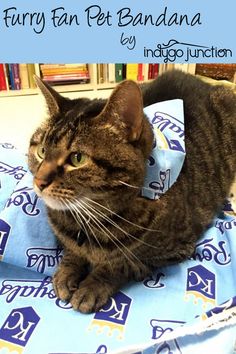 a cat sitting on top of a blue blanket