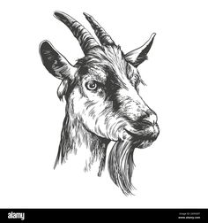 an ink drawing of a goat's head with long horns and large, curved horns