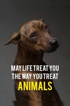 a brown dog with the words, may life treat you the way you treat animals