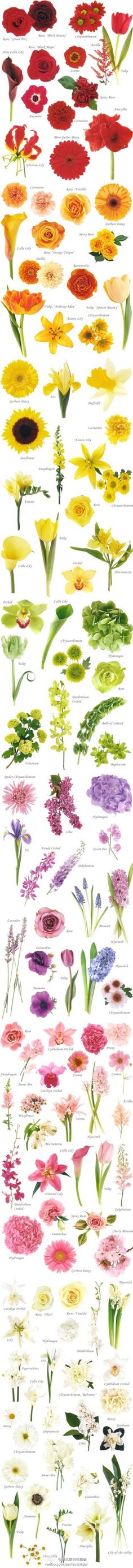 an assortment of different colored flowers on a white background with the words, watercolors