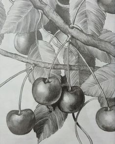 pencil drawing of apples growing on a tree branch with leaves and fruit in the background