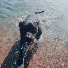 a black dog standing in the water with its mouth open and it's tongue out