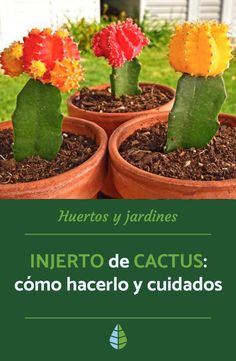 three potted cactus plants with the words infero de cactus como hacerlo y cuidados