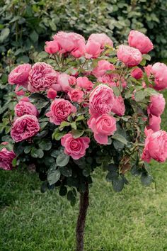 pink roses are growing in a pot on the grass