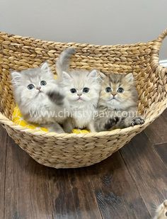 three kittens sitting in a basket on the floor