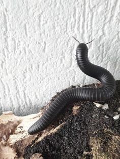 a black pipe laying on top of dirt next to a white wall and some grass