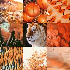 a collage of different images with animals and flowers in the middle one is orange