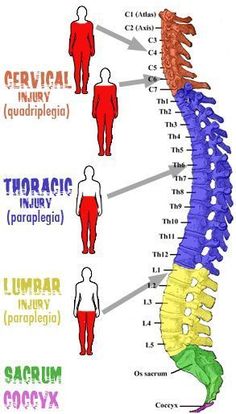 an image of a diagram of the human body