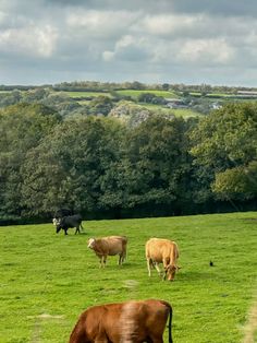 several cows grazing in a field with trees in the background