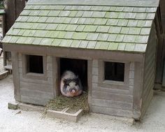 a small pig sitting inside of a wooden house