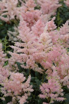 pink flowers are blooming in the garden