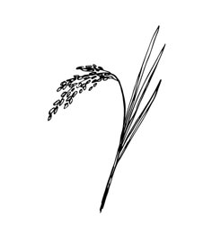 Hand-drawn simple vector illustration in black outline. Spikelet of rice, cereal, organic plant cultivation, seasonal harvest agriculture. Food, bread, flour. For labels, shop, market. Flour Illustration, Rice Crop, Simple Vector Illustration, Plant Sketches