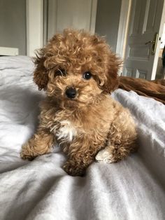 a small brown dog sitting on top of a bed