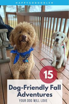 two dogs sitting on a wooden deck with the text 15 dog - friendly fall adventures your dog will love