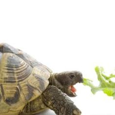 a tortoise eating lettuce with its mouth open