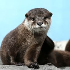 an otter sitting on top of a rock next to a blue wall and looking at the camera